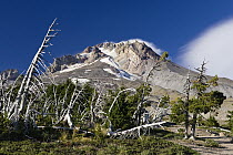 Mount Hood (3,429 meters) with weathered trees, Oregon