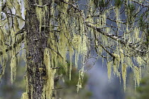 Pine (Pinus sp) trees covered with bearded lichens, Mitkof Island, southeast Alaska