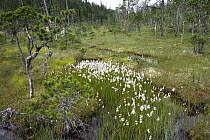 Muskeg bog with cottongrass, Mitkof Island, southeast Alaska