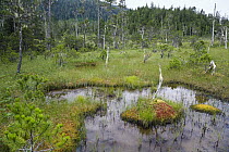 Muskeg bog with ponds, Mitkof Island, southeast Alaska