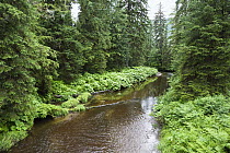 River running through forest, Mitkof Island, southeast Alaska