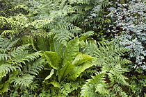 Leaf diversity in temperate rainforest understory, Mitkof Island, southeast Alaska