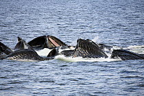 Humpback Whale (Megaptera novaeangliae) group bubble net feeding, Inside Passage, Alaska