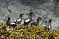 Pigeon Guillemot (Cepphus columba) group on seaweed, Alaska
