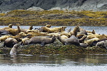 Steller's Sea Lion (Eumetopias jubatus) group hauled out on rocks, Inside Passage, Alaska