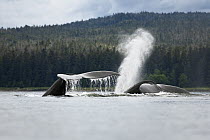 Humpback Whale (Megaptera novaeangliae) tails and spout, Inside Passage, Alaska
