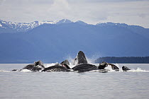 Humpback Whale (Megaptera novaeangliae) group bubble net feeding, Inside Passage, Alaska