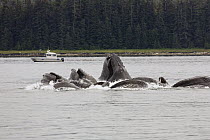 Humpback Whale (Megaptera novaeangliae) group bubble net feeding with fishing boat in background, Inside Passage, Alaska