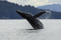 Humpback Whale (Megaptera novaeangliae) breaching, Inside Passage, Alaska