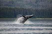 Humpback Whale (Megaptera novaeangliae) breaching, Inside Passage, Alaska