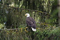 Bald Eagle (Haliaeetus leucocephalus), Inside Passage, Alaska