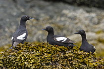 Pigeon Guillemot (Cepphus columba) trio on seaweed, Alaska