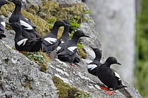 Pigeon Guillemot (Cepphus columba) group, Alaska