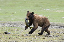 Grizzly Bear (Ursus arctos horribilis) cub with salmon, Admiralty Island, Alaska