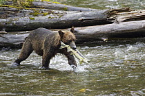 Grizzly Bear (Ursus arctos horribilis) with salmon, Pack Creek, Tongass National Park, Admiralty Island, Alaska