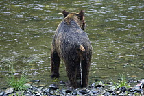 Grizzly Bear (Ursus arctos horribilis) urinating on riverbank, Pack Creek, Tongass National Park, Admiralty Island, Alaska