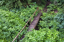 Trail with bridge, Pack Creek, Tongass National Forest, Admiralty Island National Monument, Admiralty Island, Alaska