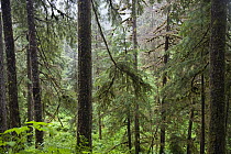 Forest at Pack Creek, Admiralty Island National Monument, Admiralty Island, Alaska
