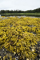 Rock Weed (Fucus gardneri) at low tide, Pleasant Bay, Admiralty Island, Alaska