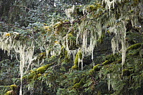 Spruce (Picea sp) covered with bearded lichens, Mitkof Island, southeast Alaska