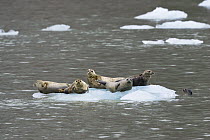 Harbor Seal (Phoca vitulina) group on icefloe, Alaska