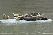 Harbor Seal (Phoca vitulina) group on icefloe, Alaska