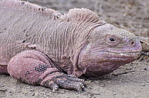 Galapagos Pink Land Iguana (Conolophus marthae) is a newly discovered species that lives only on Wolf Volcano, Isabella Island, Galapagos Islands, Ecuador