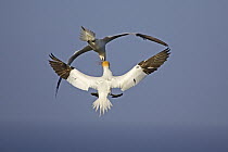 Northern Gannet (Morus bassanus) pair exchanging nest material mid-flight, Helgoland, Germany