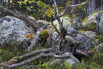 Fallen tree amidst rocks, Hamra National Park, Sweden