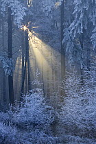 Ray of sunlight coming through frost-covered trees, Leende, Netherlands