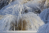 Moor Grass (Molinia caerulea) covered with hoarfrost, Valkenswaard, Netherlands
