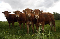 Domestic Cattle (Bos taurus), four Limousine Cattle in a meadow, Saint-Jory-las-Bloux, Dordogne, France