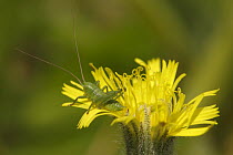 Grasshopper on yellow flower, Saint-Jory-las-Bloux, Dordogne, France