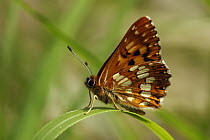 Duke of Burgundy (Hamearis lucina) butterfly on grass, Saint-Jory-las-Bloux, Dordogne, France