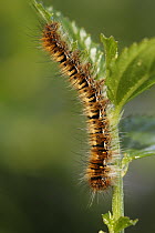 Tent Caterpillar Moth (Eriogaster catax) caterpillar, Saint-Jory-las-Bloux, Dordogne, France