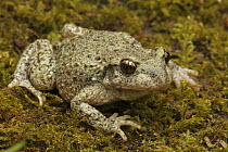 Midwife Toad (Alytes obstetricans) on moss, Saint-Jory-las-Bloux, Dordogne, France