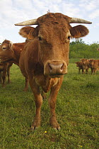 Domestic Cattle (Bos taurus), Limousine Cattle in a meadow, Saint-Jory-las-Bloux, Dordogne, France