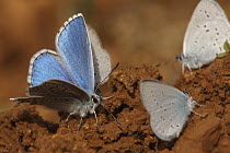 Adonis Blue (Lysandra bellargus) and Little Blue Butterflies (Cupido minimus) drinking from the ground, Saint-Jory-las-Bloux, Dordogne, France