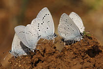 Little Blue Butterfly (Cupido minimus) group drinking from the ground, Saint-Jory-las-Bloux, Dordogne, France