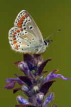 Brown Argus (Aricia agestis) butterfly, Saint-Jory-las-Bloux, Dordogne, France