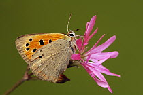 Small Copper (Lycaena phlaeas) butterfly, Saint-Jory-las-Bloux, Dordogne, France