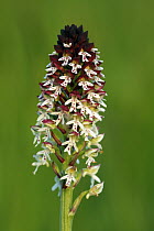 Burnt Orchid (Neotinea ustulata) flower, Saint-Jory-las-Bloux, Dordogne, France
