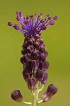 Feather Hyacinth (Muscari comosum) flower, Saint-Jory-las-Bloux, Dordogne, France