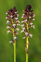Burnt Orchid (Neotinea ustulata) flowers, Saint-Jory-las-Bloux, Dordogne, France