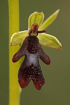 Fly Orchid (Ophrys insectifera) flower, Saint-Jory-las-Bloux, Dordogne, France