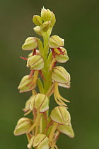 Man Orchid (Aceras anthropophorum) flowers, Saint-Jory-las-Bloux, Dordogne, France