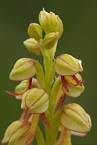 Man Orchid (Aceras anthropophorum) flowers, Saint-Jory-las-Bloux, Dordogne, France