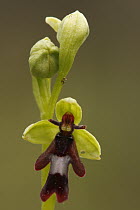 Fly Orchid (Ophrys insectifera) flower, Saint-Jory-las-Bloux, Dordogne, France