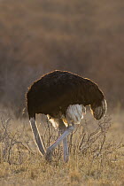 Ostrich (Struthio camelus) male scratching its head, Khama Rhino Sanctuary, Serowe, Botswana