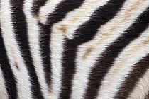 Zebra (Equus quagga) skin, Khama Rhino Sanctuary, Serowe, Botswana